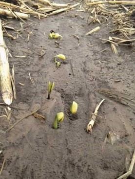 Soybean Response to Standing Water and Saturated Soils
